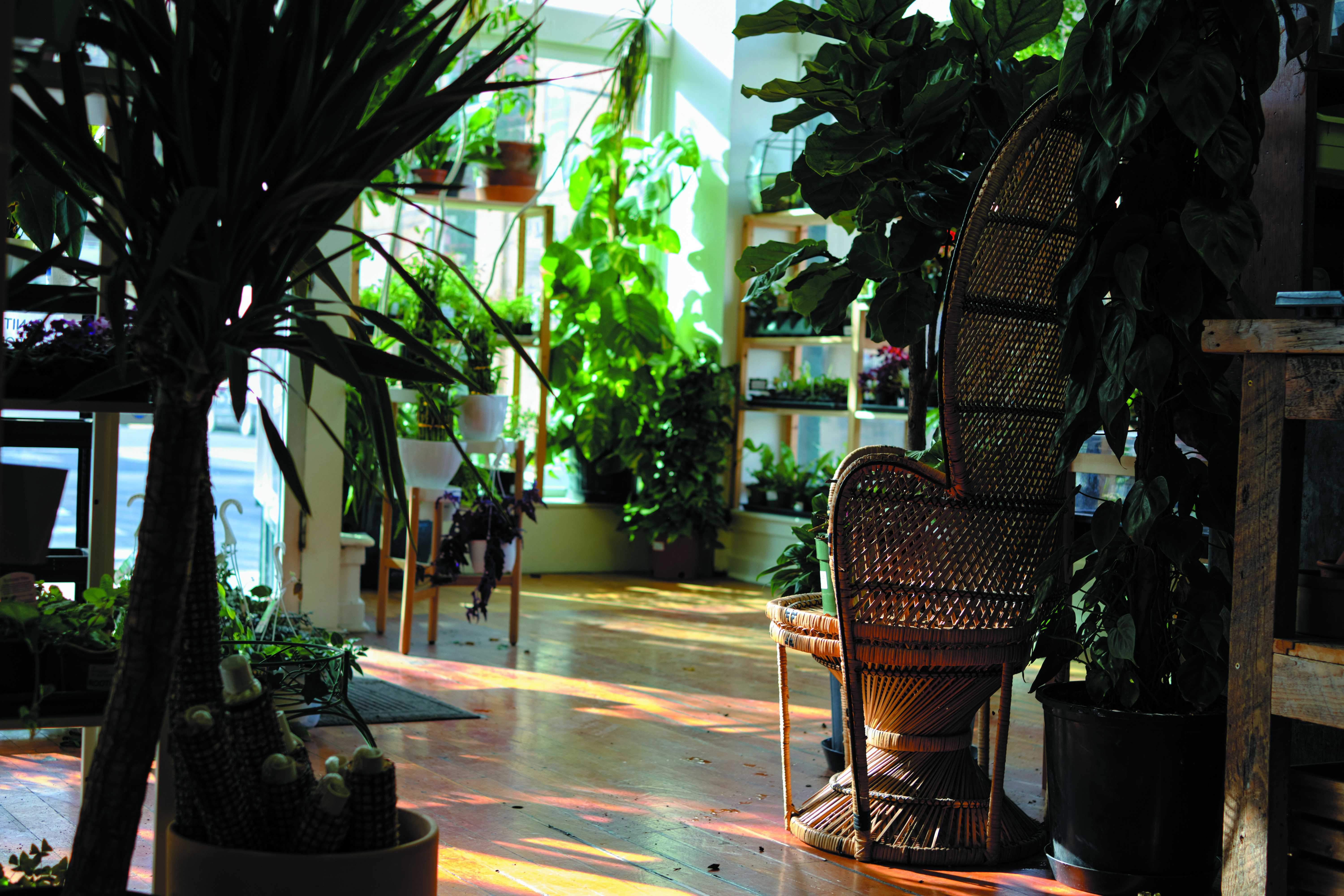 View inside A Modern Plantsman.