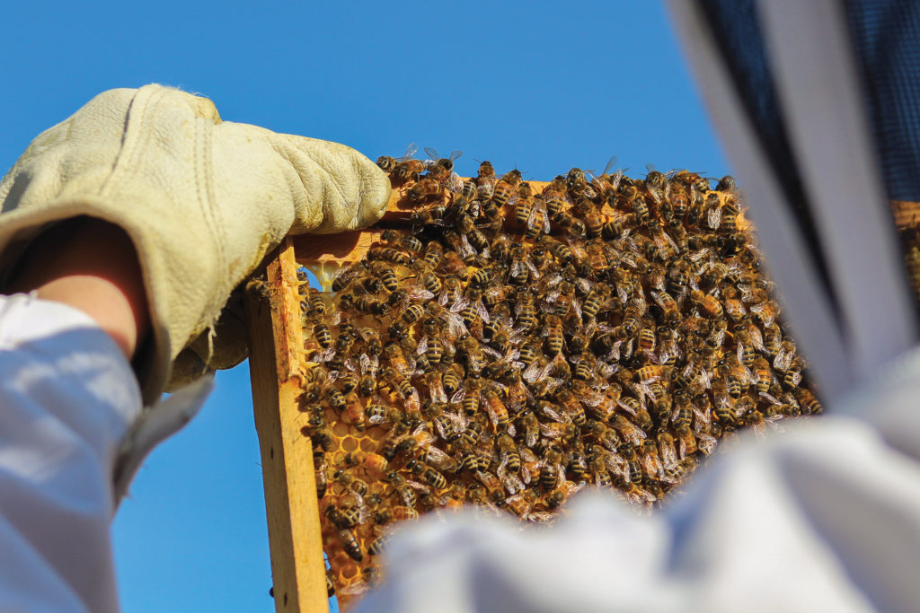 Honeybees hanging onto a sheet of honeycomb.