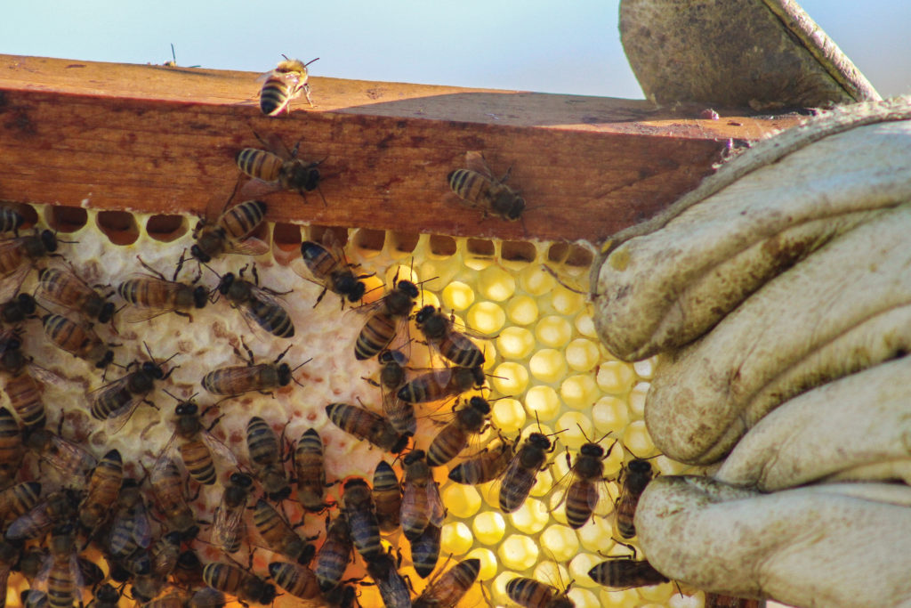 Honeybees work on a honeycomb.