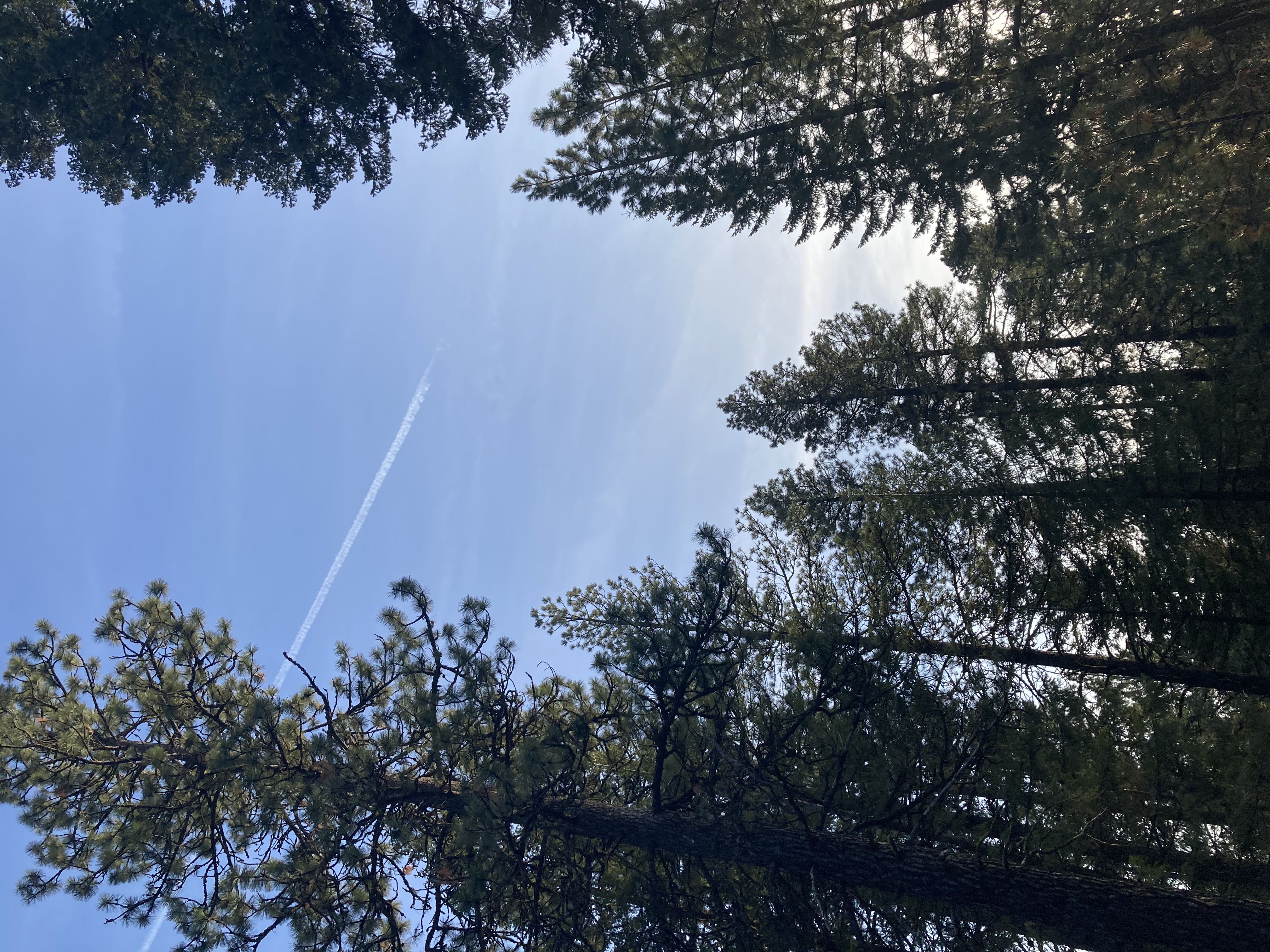 The view at a trail on Moscow Mountain.