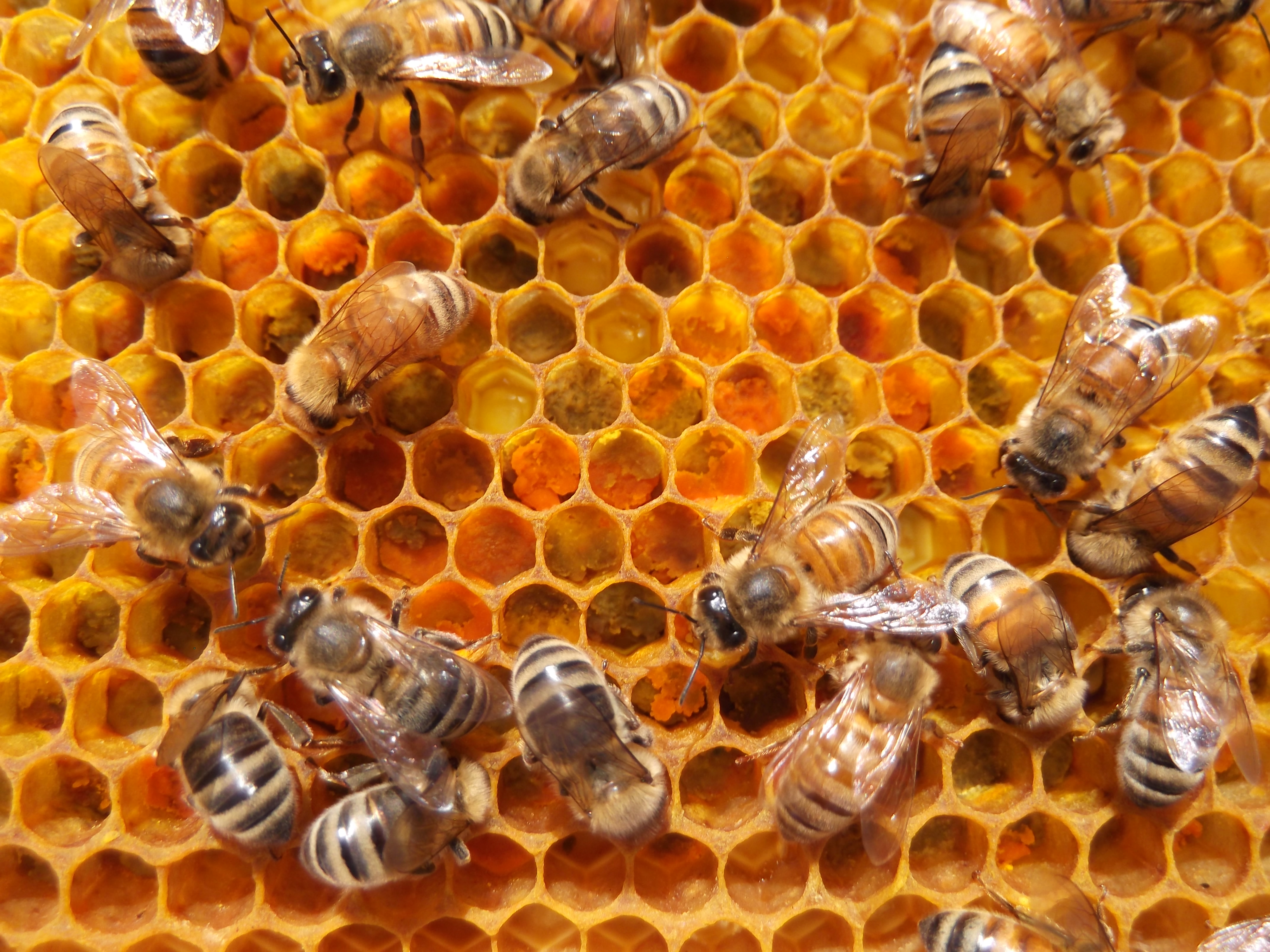 Honeybees work on a honeycomb.